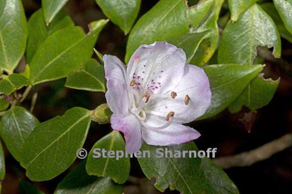 rhododendron ovatum subsection azaleastrum 4 graphic